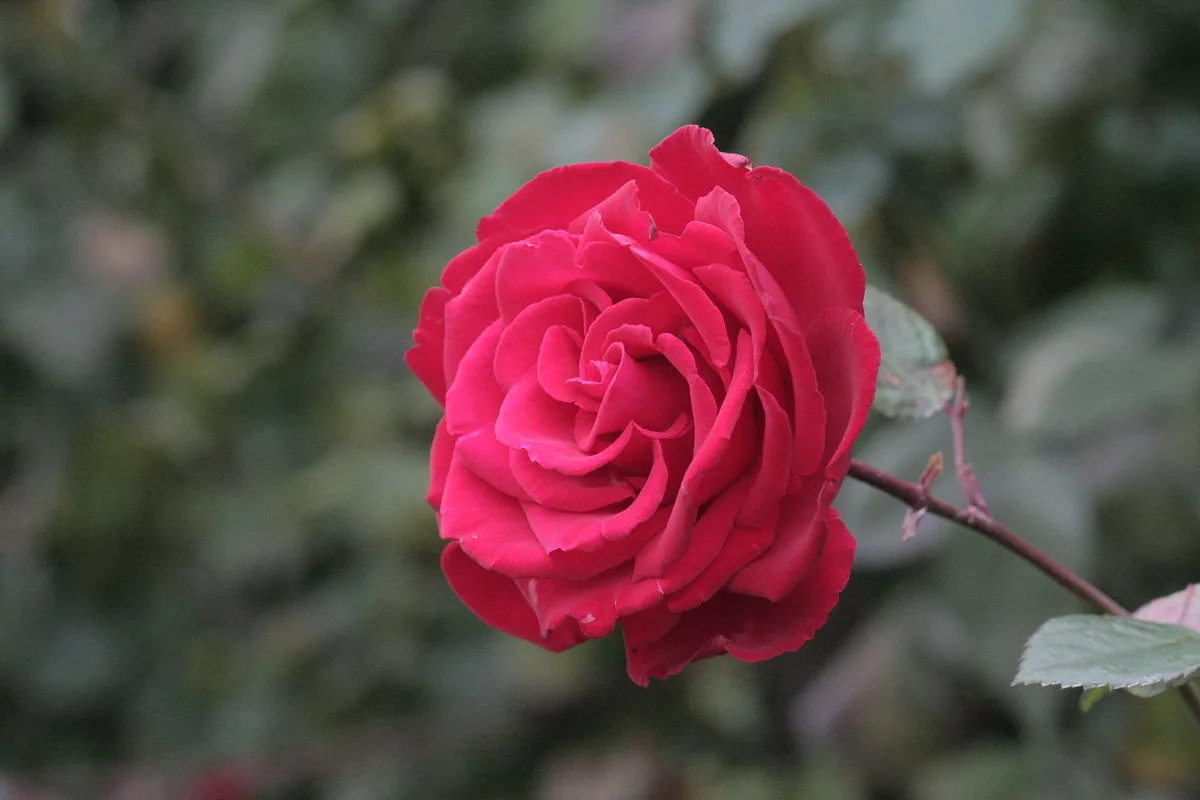 A close-up photograph of a vibrant red rose in full bloom, with layered petals and a blurred green foliage background. The…