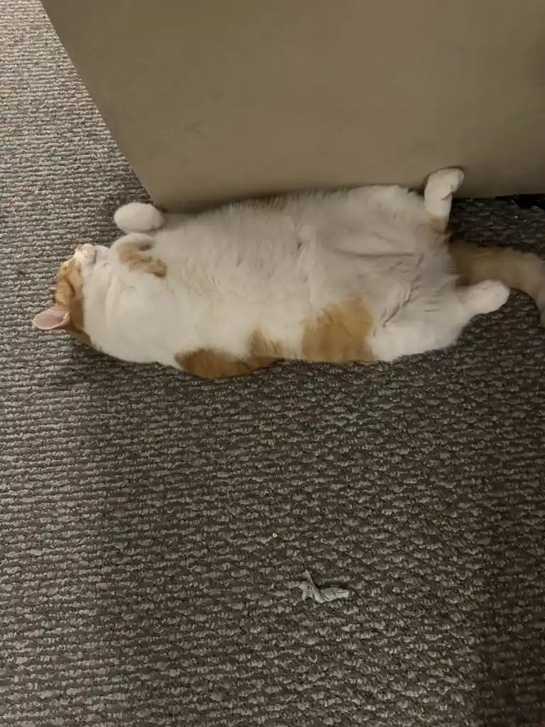 A plump orange and white cat is lying on its back on a gray carpet, belly-up, with paws in the air, directly under a beige…