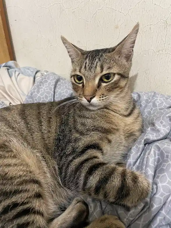 a tabby cat with green eyes sits on a patterned gray blanket, looking directly at the camera with a bored, unimpressed…