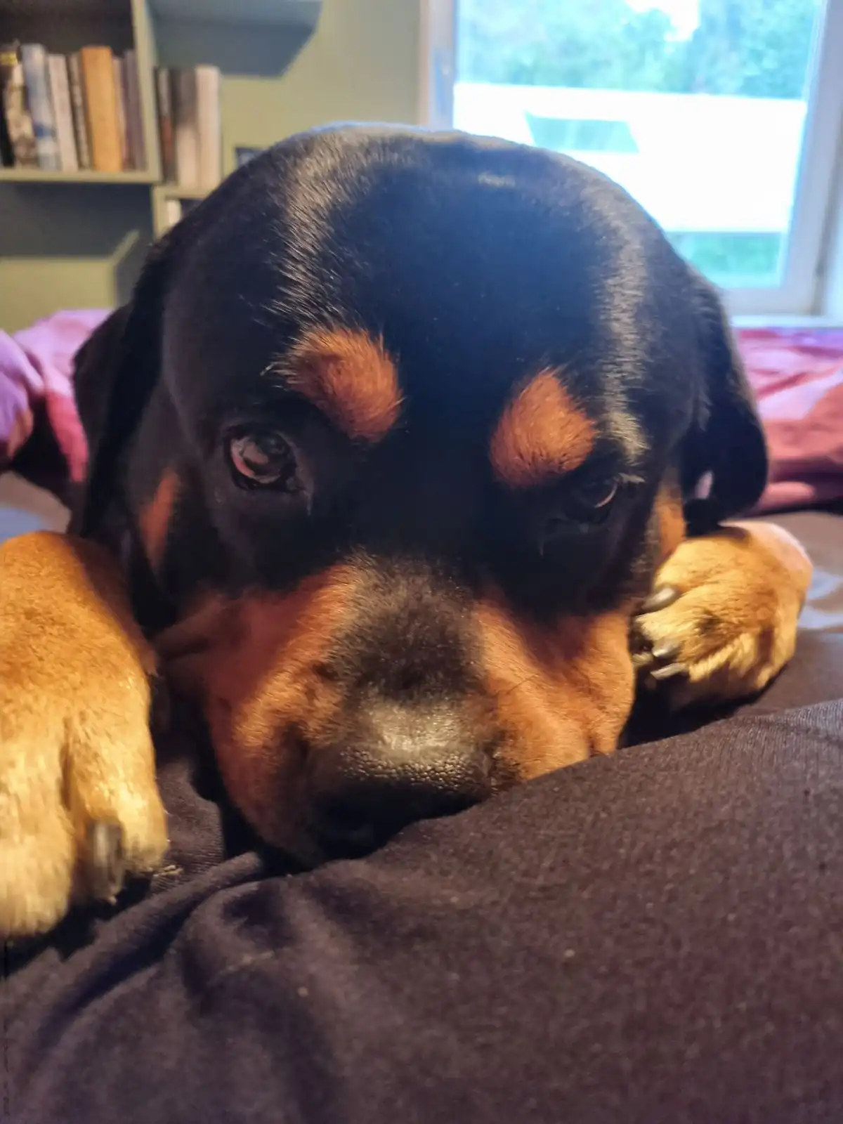 A close-up photo of a black and tan Rottweiler puppy lying on a dark fabric surface with its paws up, looking sad and…