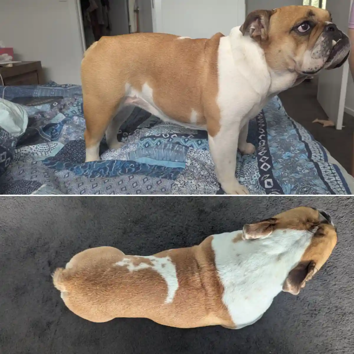 The image is split into two panels showing the same brown and white bulldog. In the top panel, the dog stands alert on a…