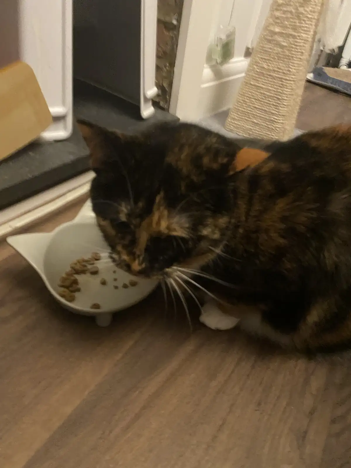 A tortoiseshell cat is shown eating from a white, cat-shaped bowl on a wooden floor. The cat is leaning into the bowl…
