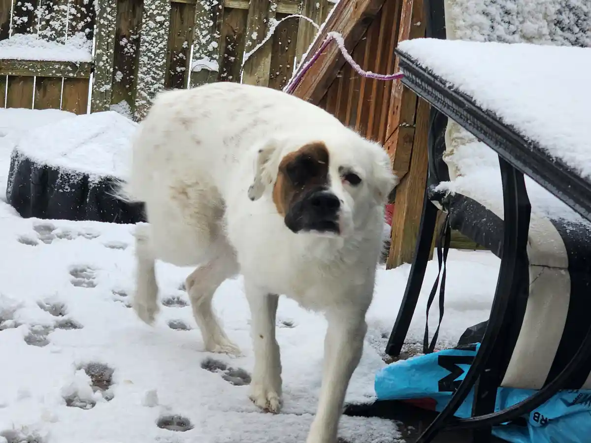 A large white dog with brown and black markings on its face stands in a snowy backyard, looking directly at the camera with…