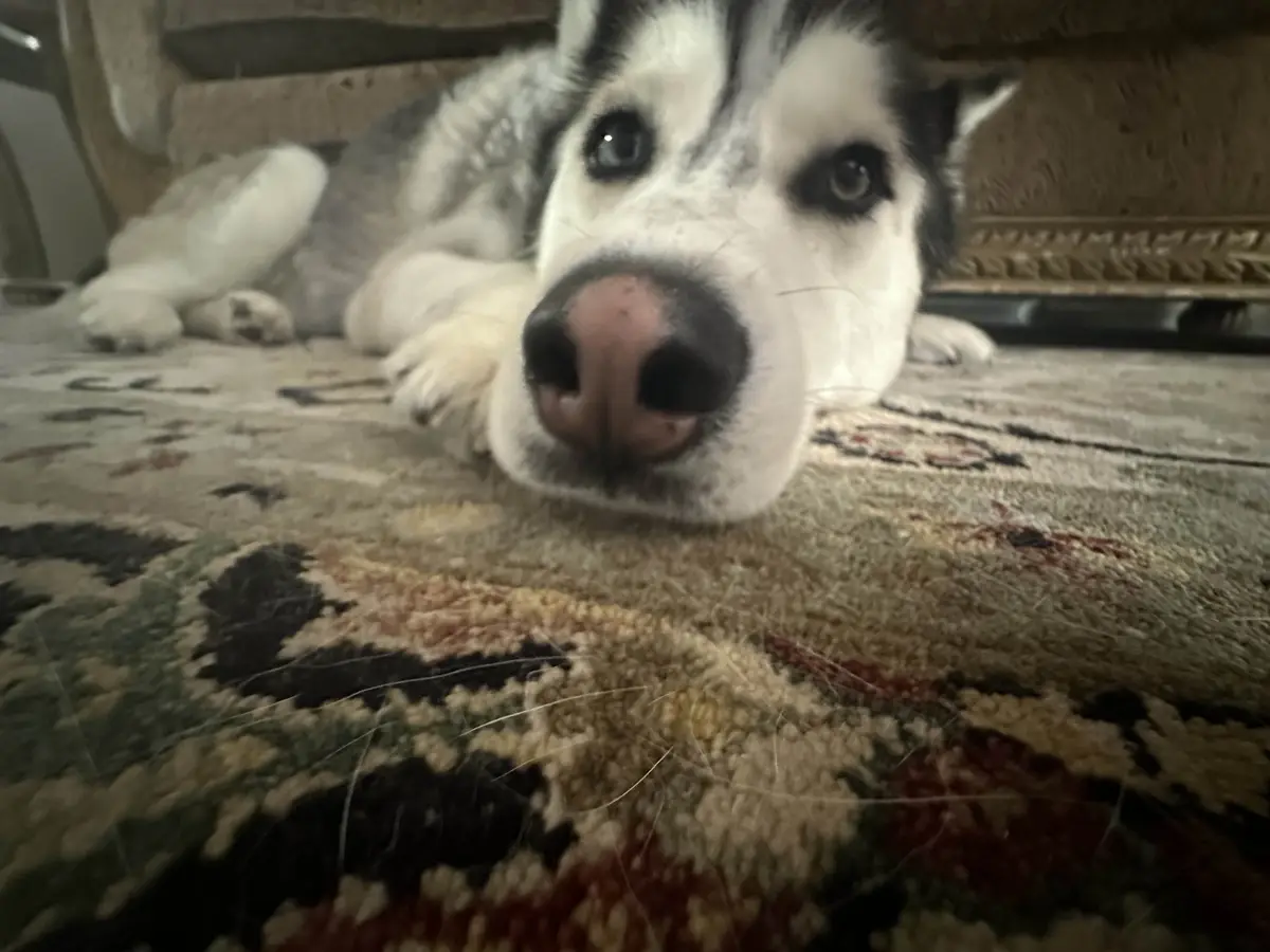 A close-up photo of a husky dog lying on a patterned rug, looking directly at the camera with a calm, slightly melancholic…
