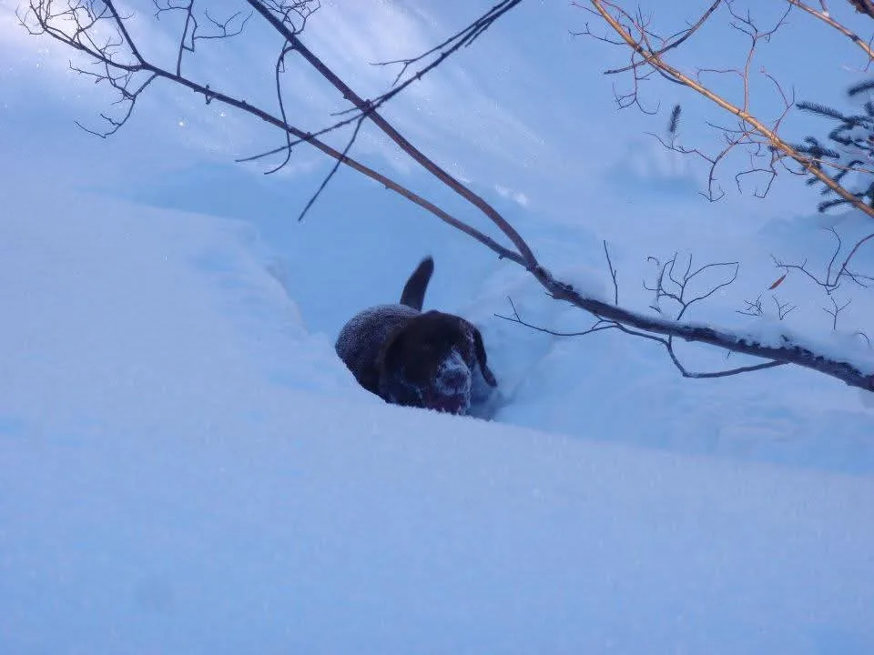 A dark-furred dog is partially buried in deep snow, with only its head and tail visible, surrounded by snow-covered…