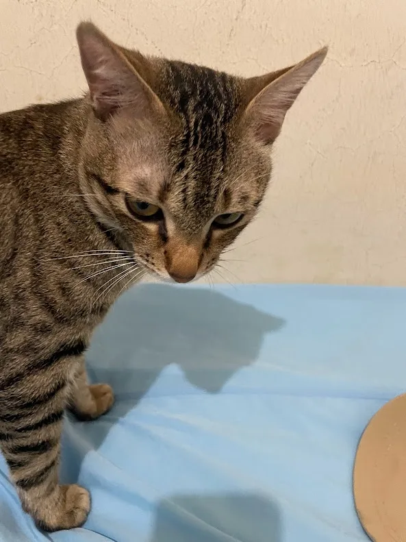 A tabby cat with a grumpy, unimpressed expression stares down at a blue surface, its shadow cast behind it. The overlaid…