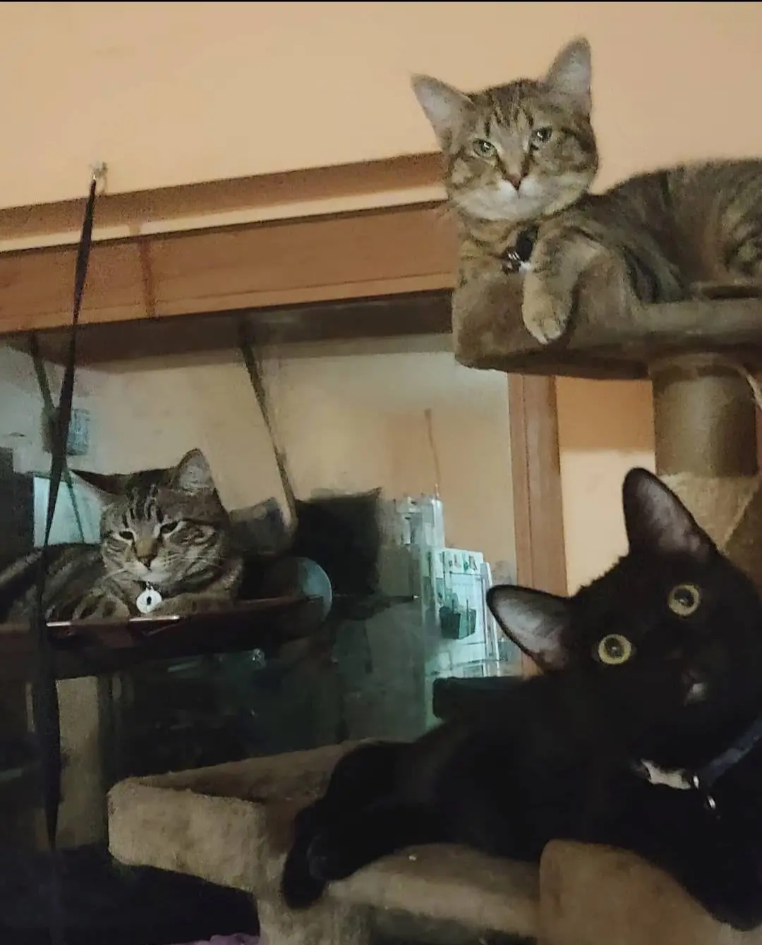 Three cats are lounging on different levels of a multi-tiered cat tree in a dimly lit room. A tabby cat sits atop the…
