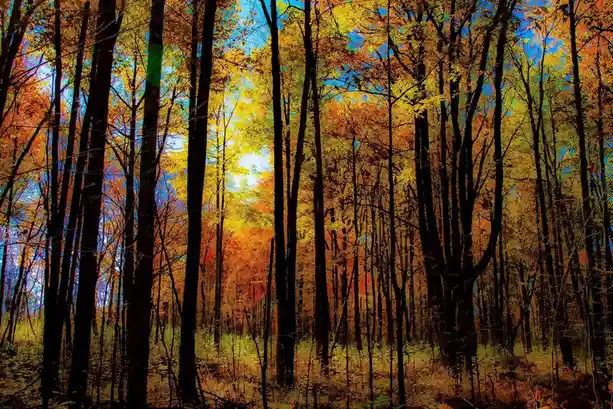 A vibrant autumn forest with tall trees displaying fiery orange, yellow, and red leaves against a bright blue sky, with dark…
