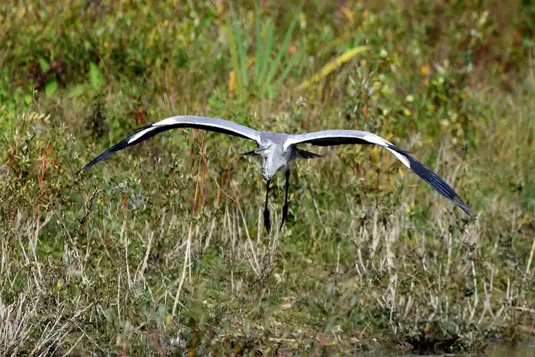 A grey heron with outstretched wings and long legs is captured mid-flight over a blurred background of green and brown…