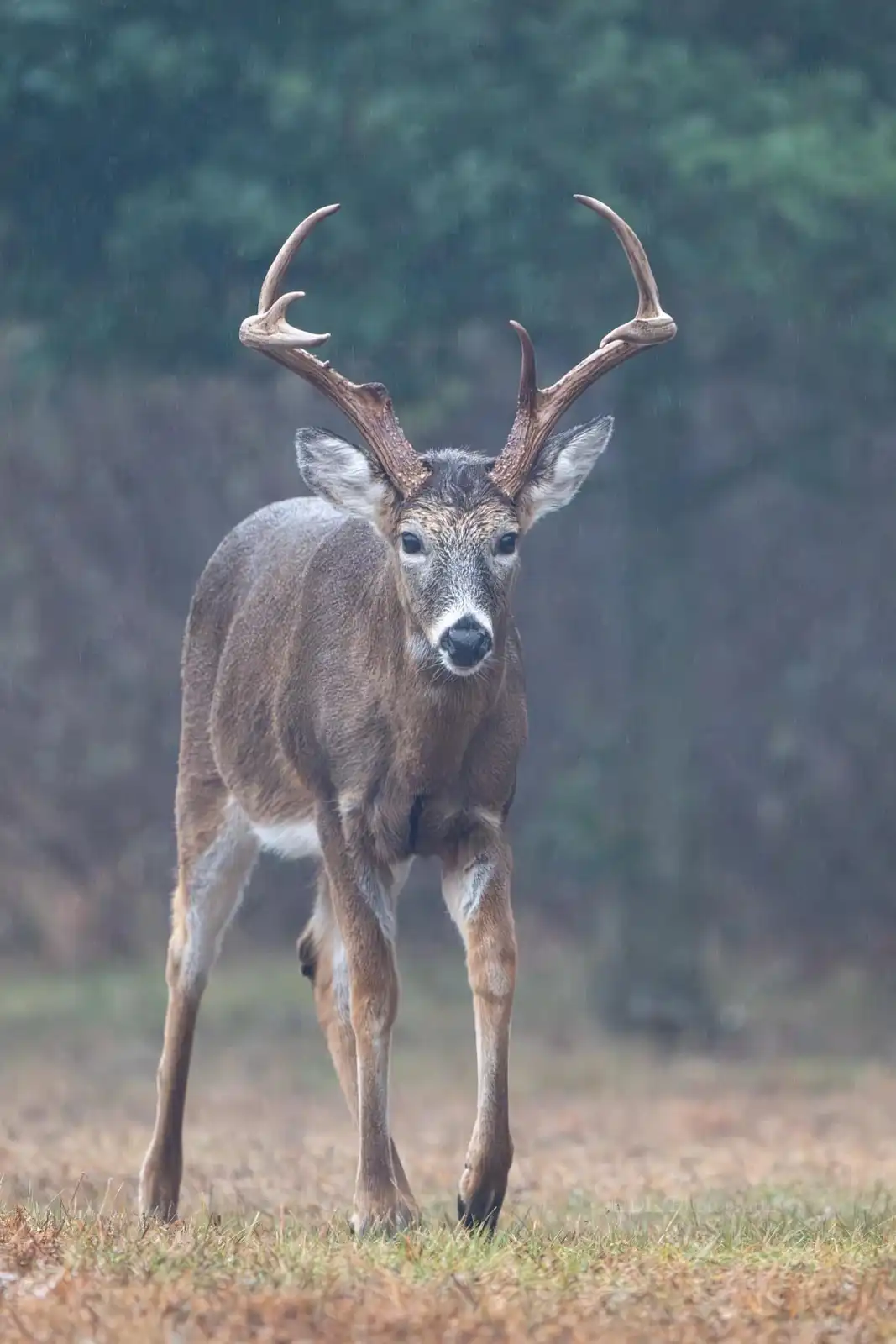 A majestic buck with large antlers stands in a field during rain, looking directly at the camera with a serious expression…