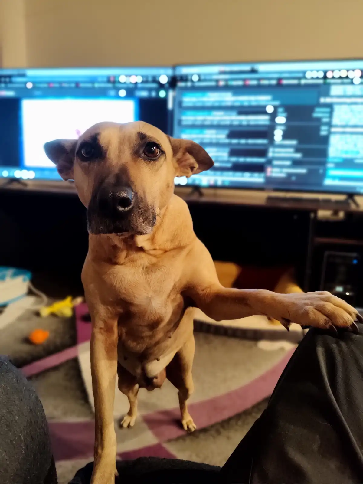 Maggie has an important message for you: she’s ready for a walk!