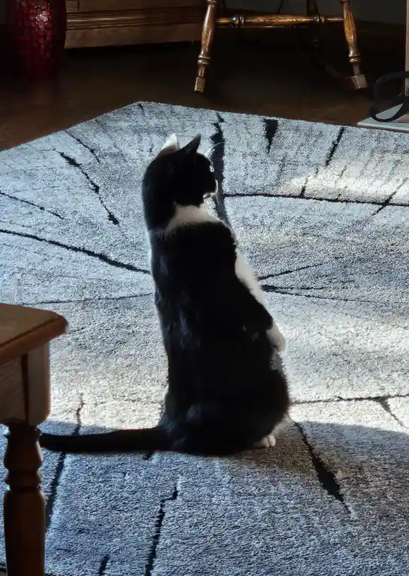 A black and white cat sits upright on a gray rug with black abstract lines, facing away from the camera toward a bright…