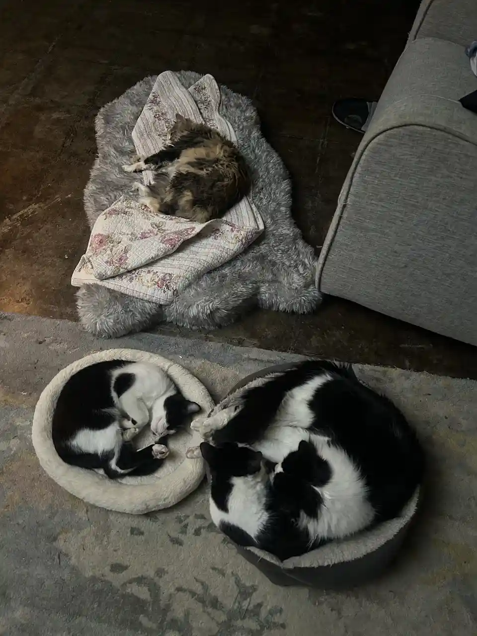 Three cats are sleeping peacefully: one calico curled on a floral quilt atop a grey rug, and two black-and-white cats…