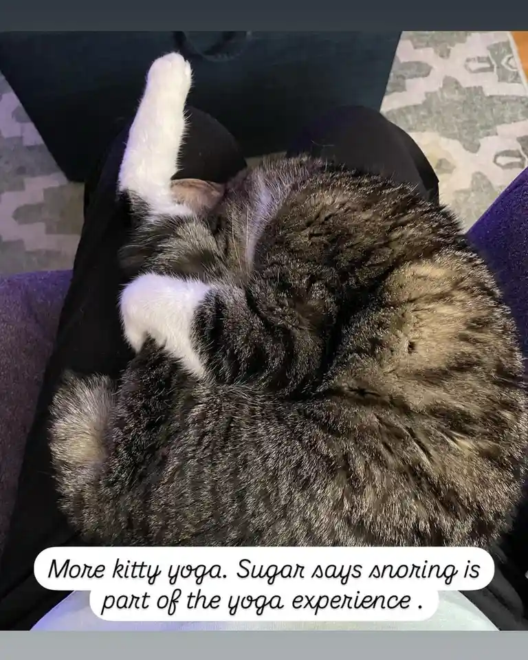 Yoga with Kittens: The Cutest Stretching Session Ever