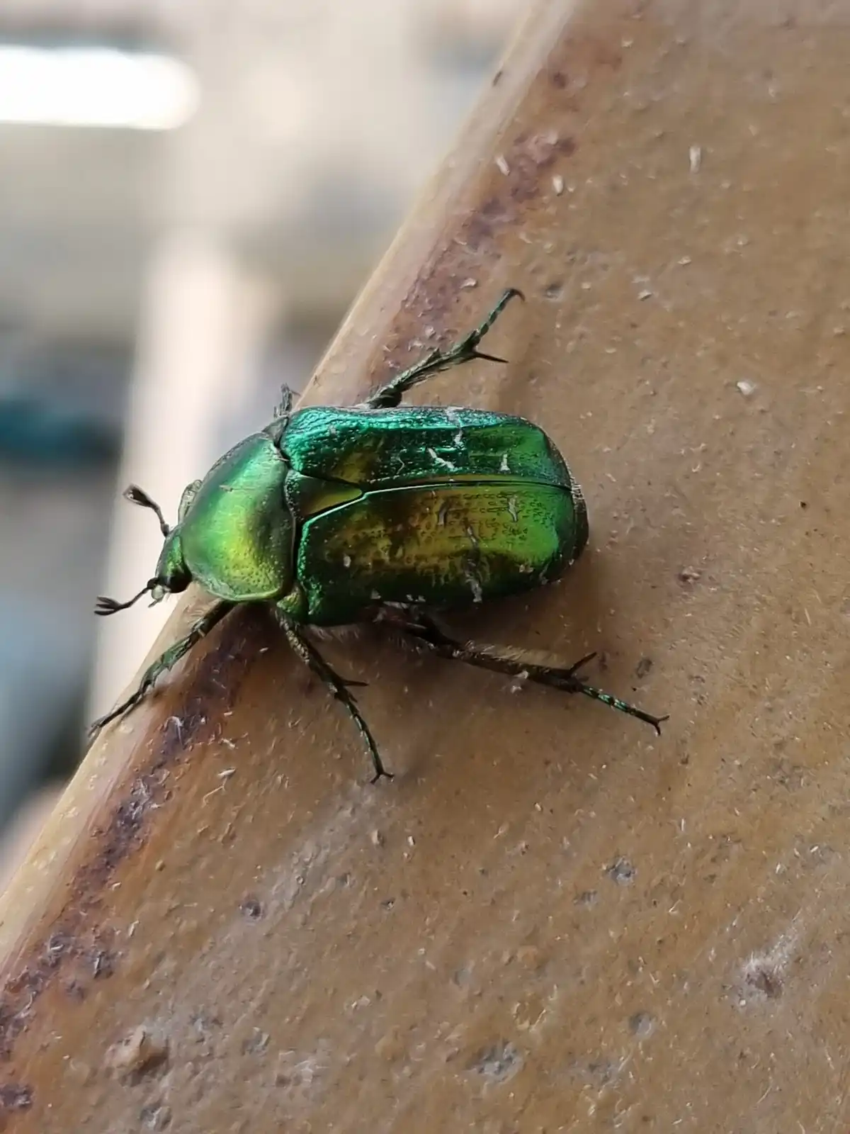 A Unique Bug Encounter in Haute-Savoie, France