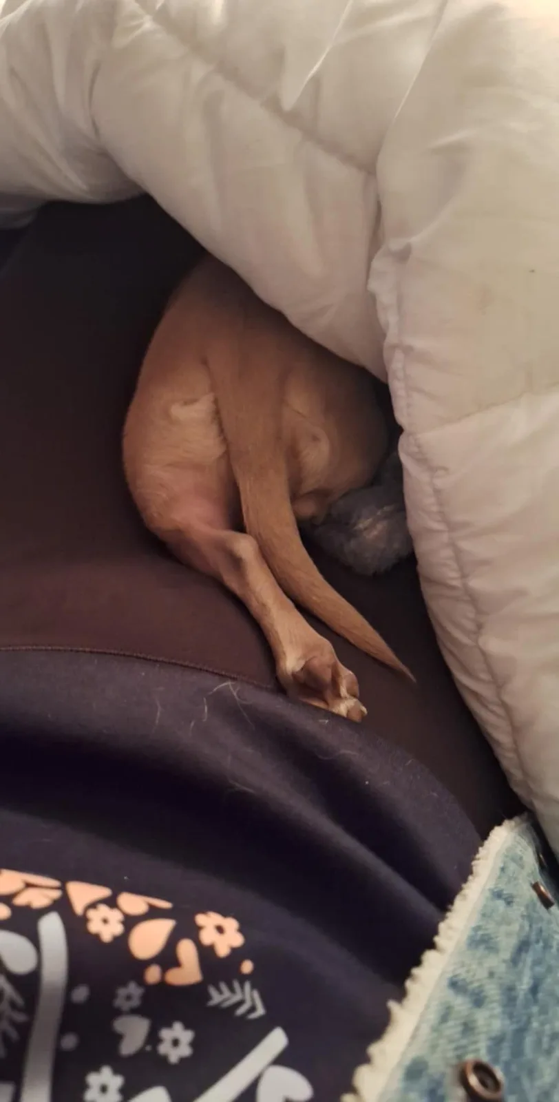 A small, light brown dog is curled up and sleeping under a white comforter on a dark brown surface, with only its tail and…