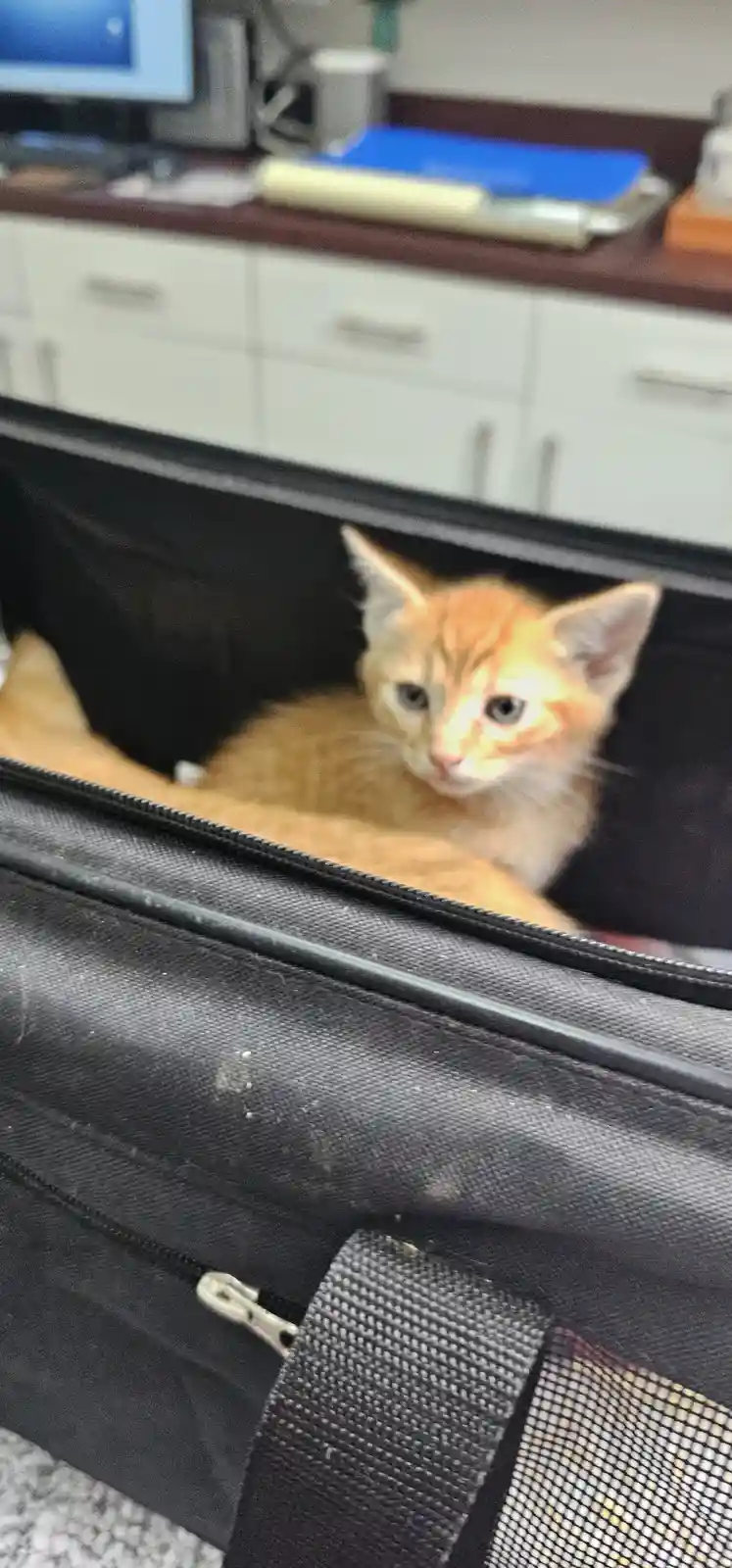A small orange tabby kitten with wide blue eyes is peeking out from inside an open black pet carrier bag, looking directly…