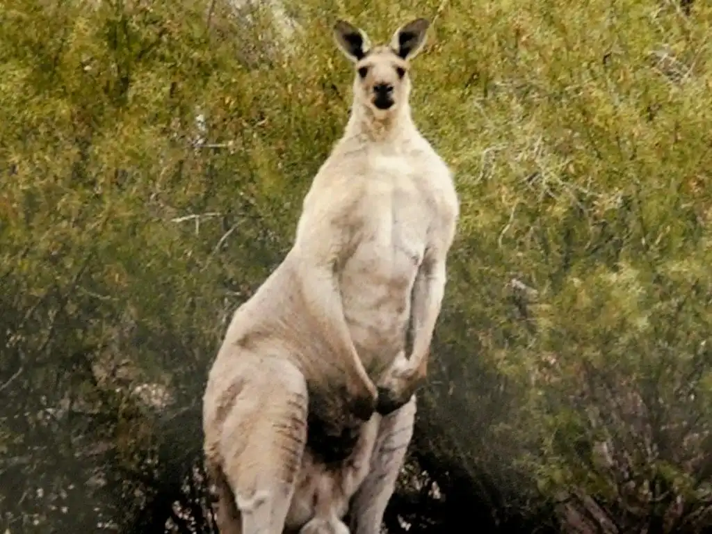 A light-colored kangaroo stands upright in a natural bush setting, looking directly at the camera with a neutral expression…