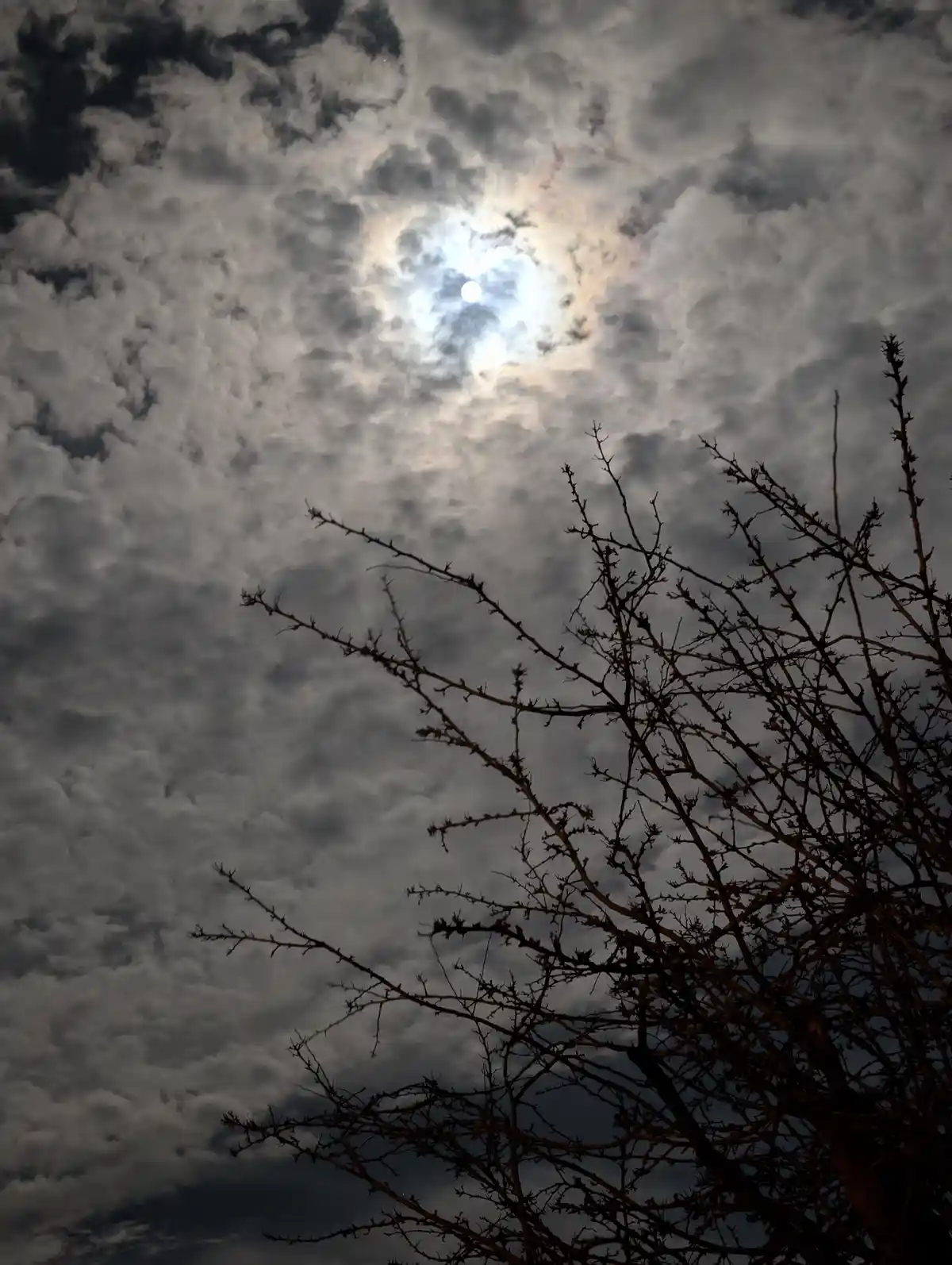 A photograph shows a bright moon partially obscured by a dense, textured layer of gray clouds, with the dark, thorny…