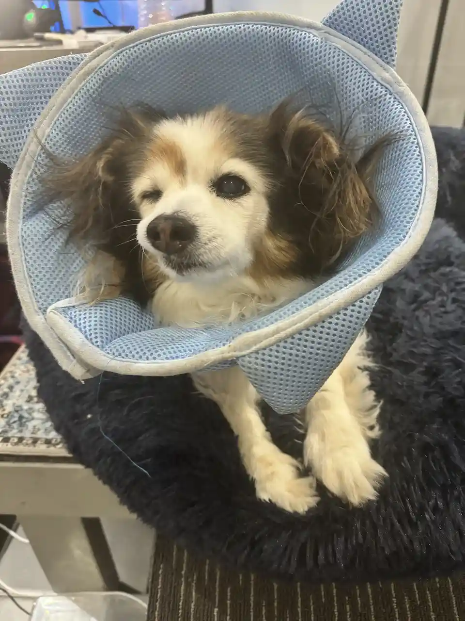 A small brown and white dog with one eye closed sits in a blue mesh pet cone with cat ears, looking sad and disappointed…