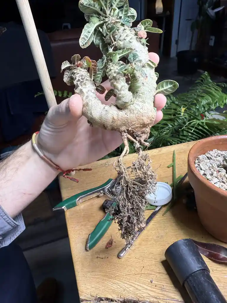 A person holds a repotted plant with a thick, gnarled, pale root structure resembling a root beer float, with green leaves…