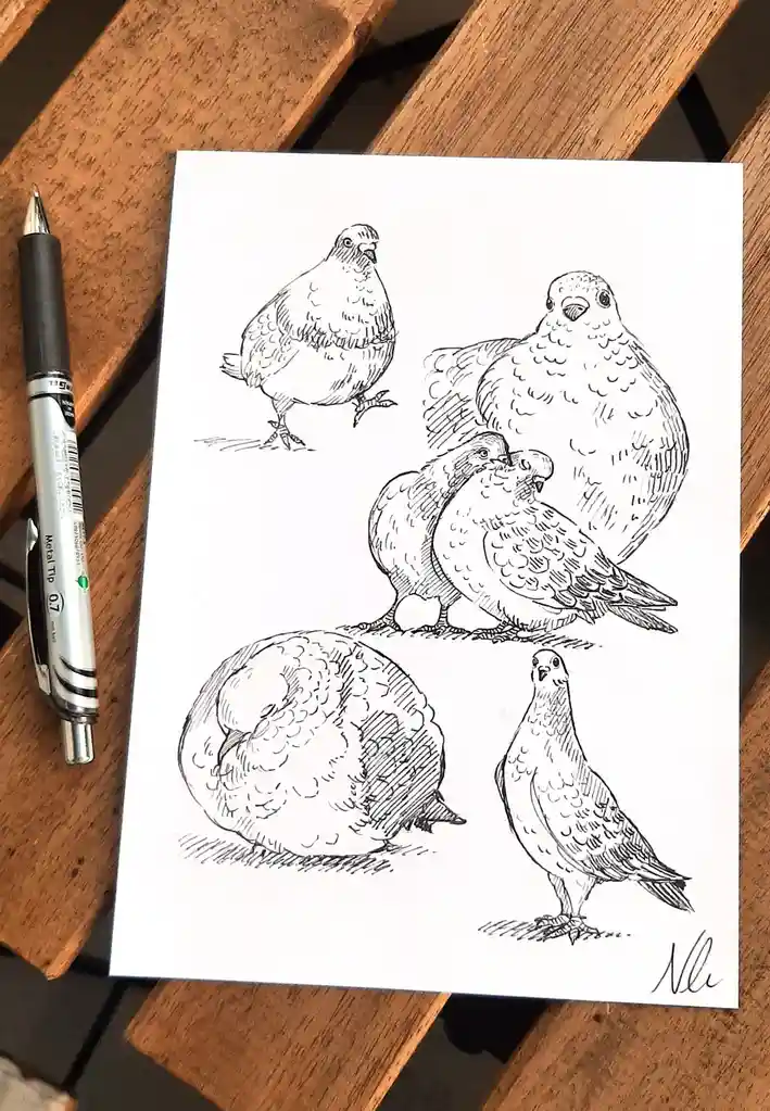 A black-and-white pencil sketch on white paper shows five different poses of pigeons: one standing alone, two interacting…