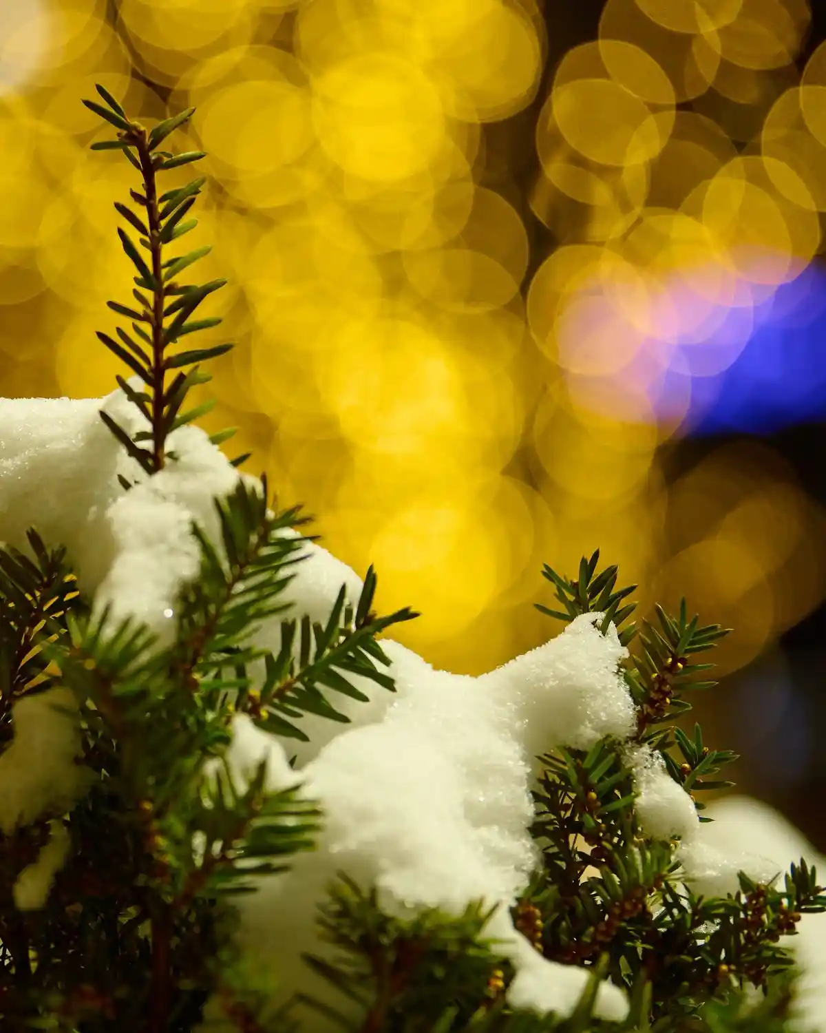 A close-up photo shows a snow-covered evergreen branch with a snowdrift shaped like a cat's head and ears, set against a…