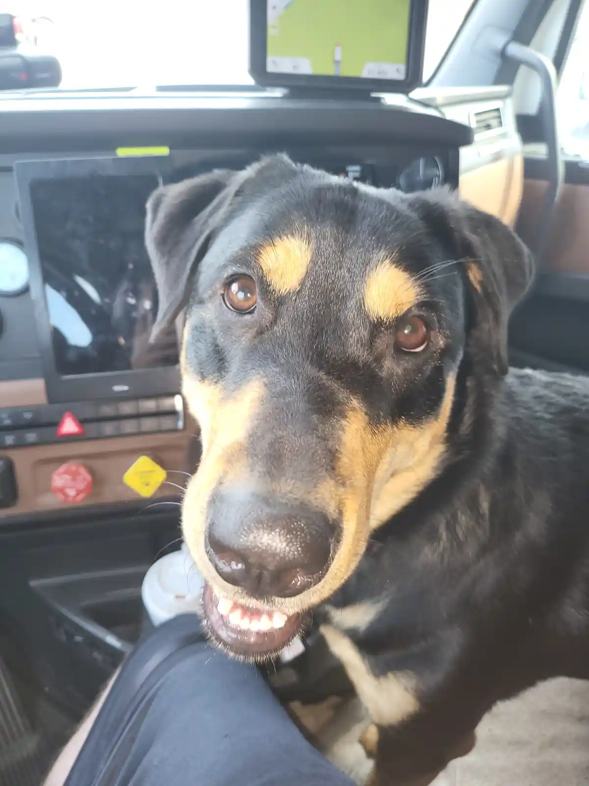 A close-up photo of a black and tan dog inside a vehicle, looking directly at the camera with its mouth open in a wide…