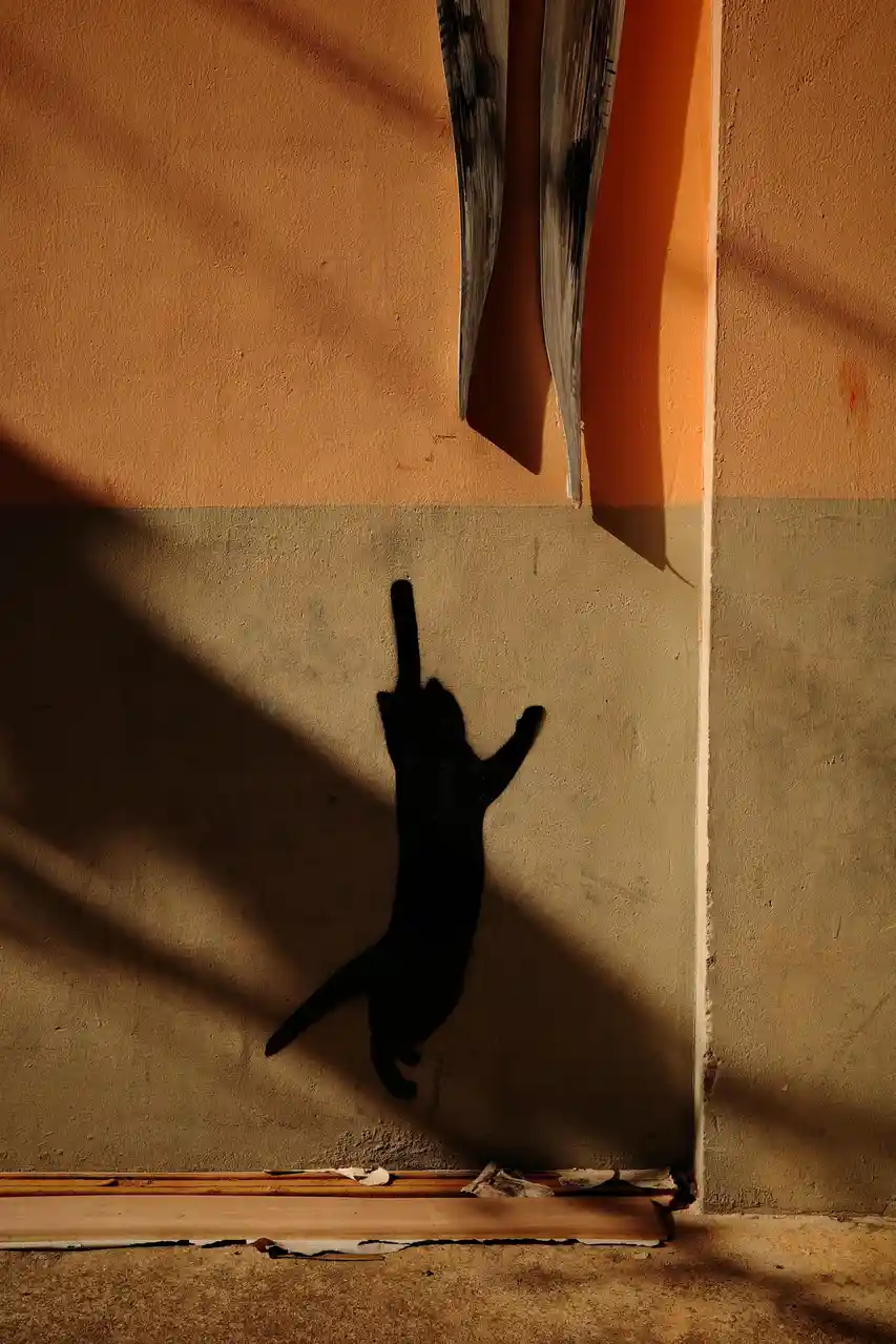 A cat's shadow is cast on a two-toned wall, with its silhouette clearly showing one paw raised in a middle finger gesture…
