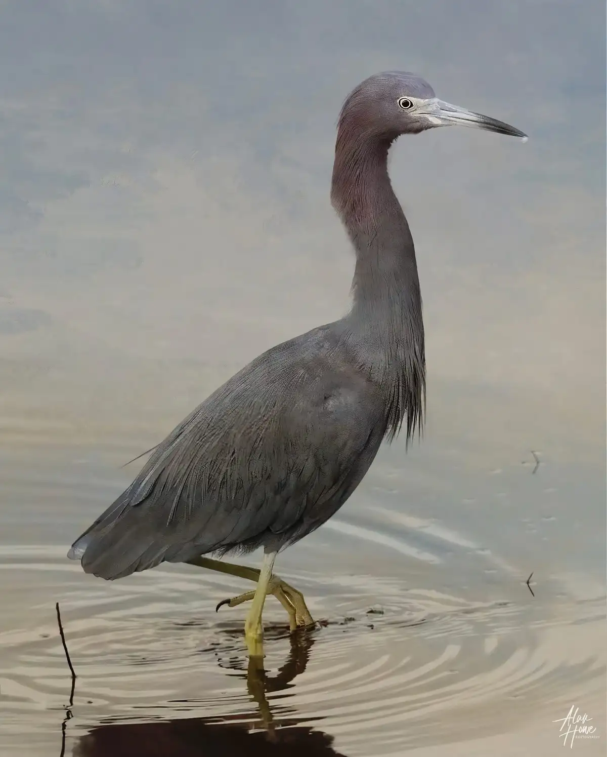 The Majestic Little Blue Heron in Action