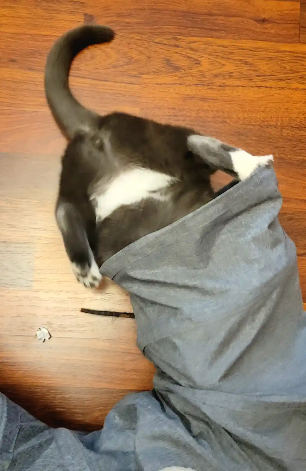 A black and white cat is partially hidden inside a pair of grey pants lying on a wooden floor, with its tail curved upward…