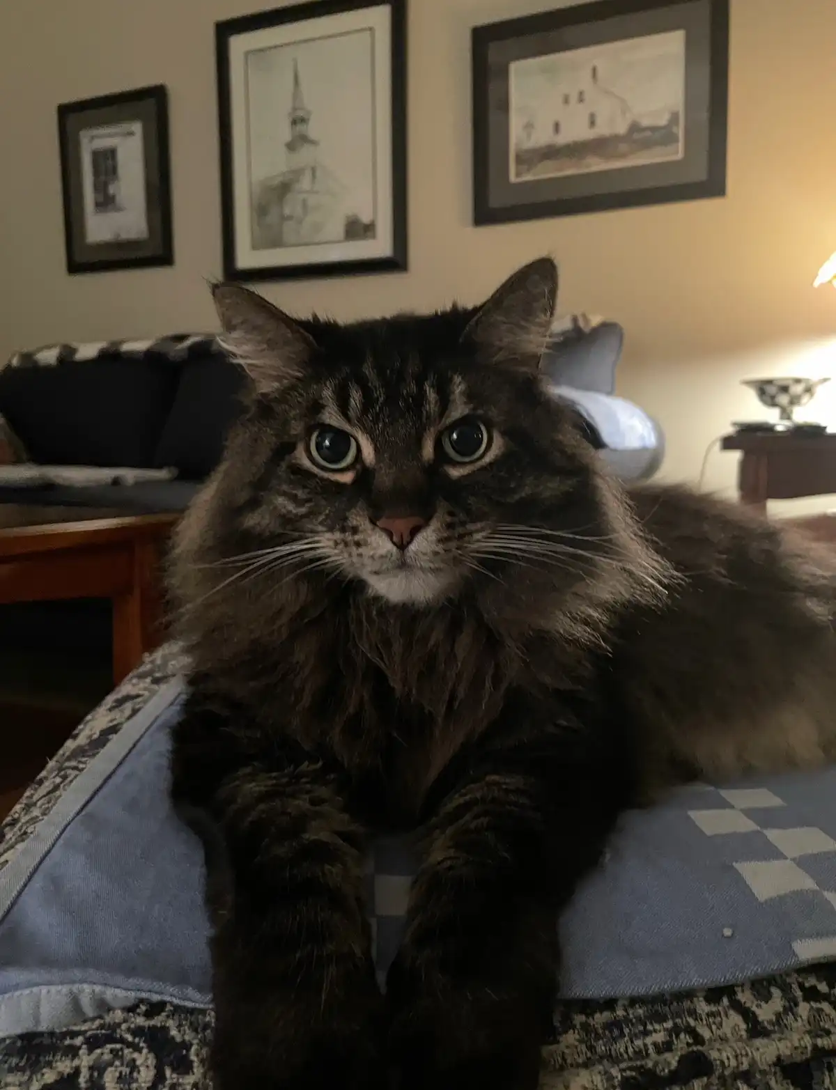 Joey's Ultimate Relaxation Mode: Just Chillin'