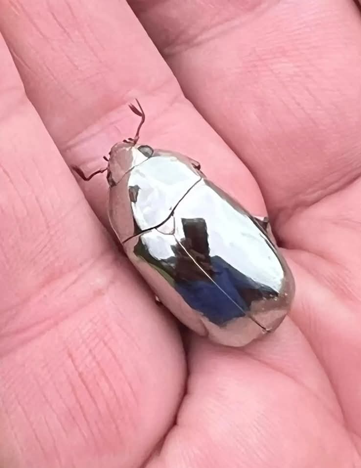 A shiny, metallic beetle with a reflective silver shell rests on an open human palm. The insect's smooth, mirror-like…