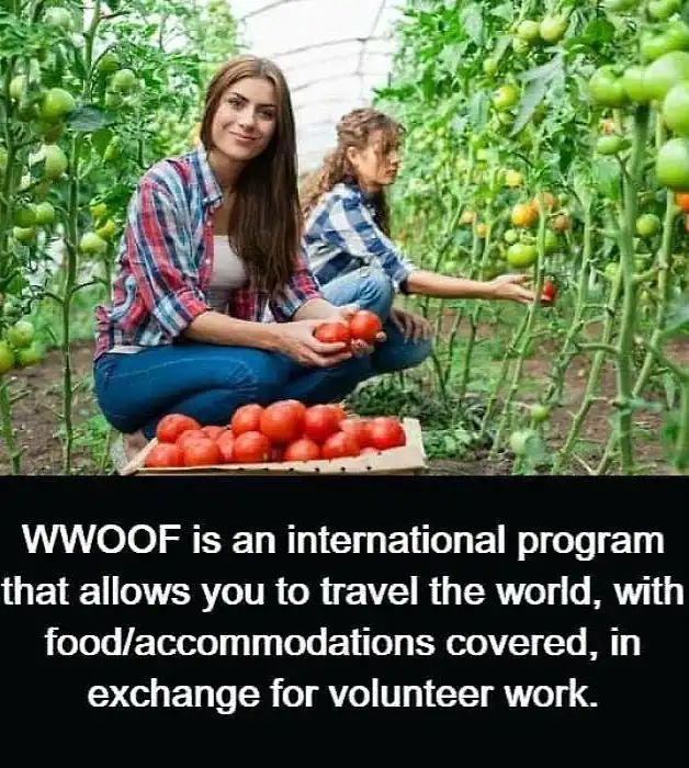 Two women are crouching in a greenhouse among tomato plants, one holding a handful of ripe red tomatoes while another…