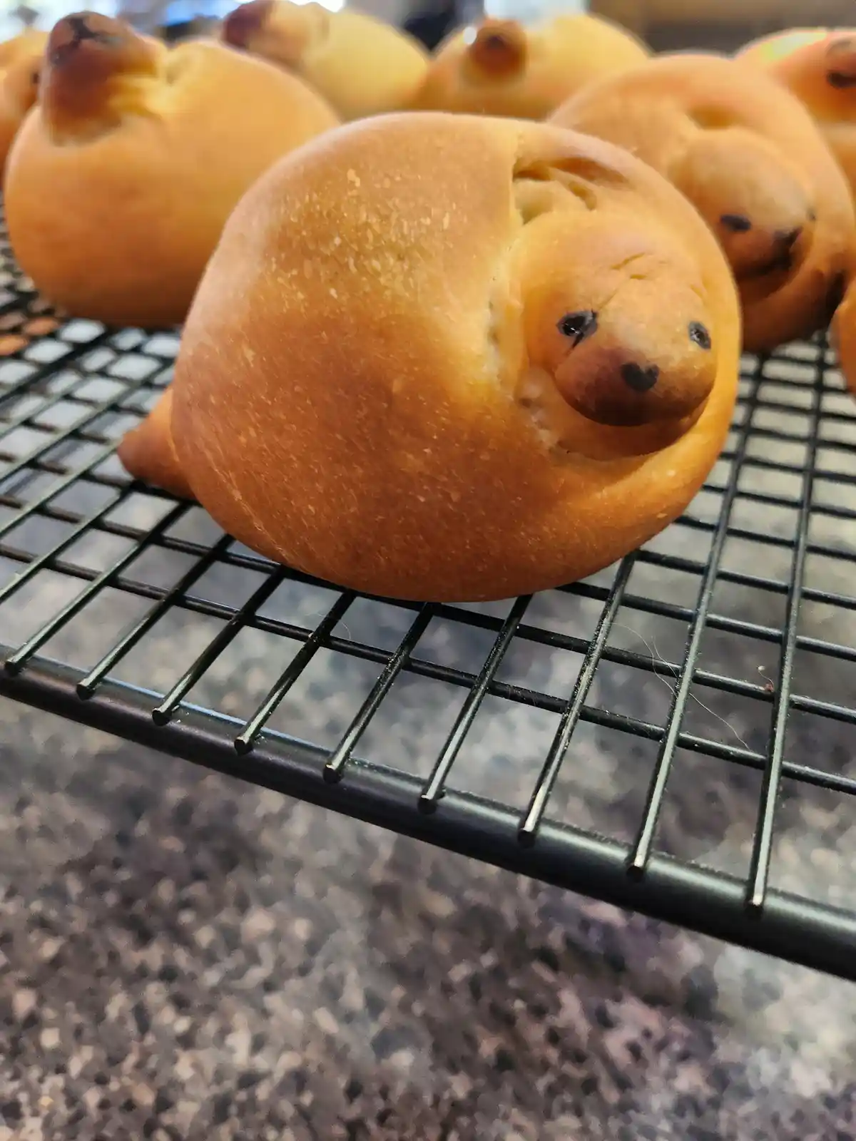 A Friendly Reminder: Please Don't Eat the Seals!