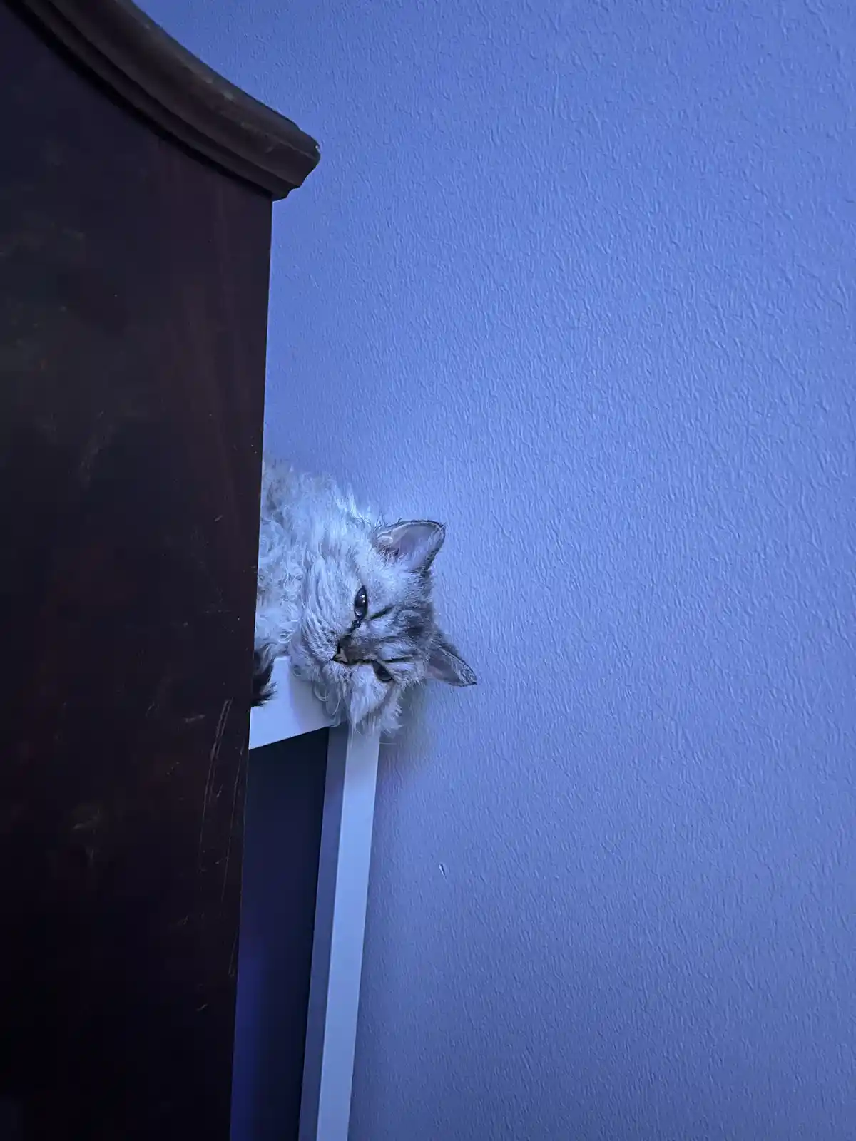 A fluffy, long-haired cat with blue eyes peeks out from behind a dark wooden piece of furniture, looking down with a visibly…