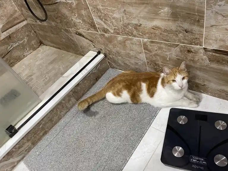 An orange and white cat lies on a gray bathroom mat next to a black digital scale, looking directly at the camera with a…