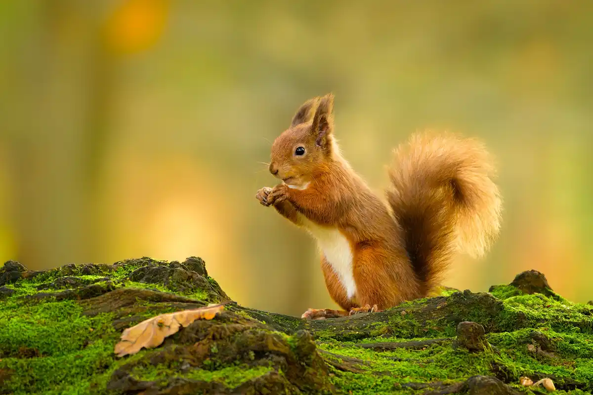 A red squirrel with a fluffy tail sits upright on a moss-covered log, holding a nut in its paws and nibbling. The background…