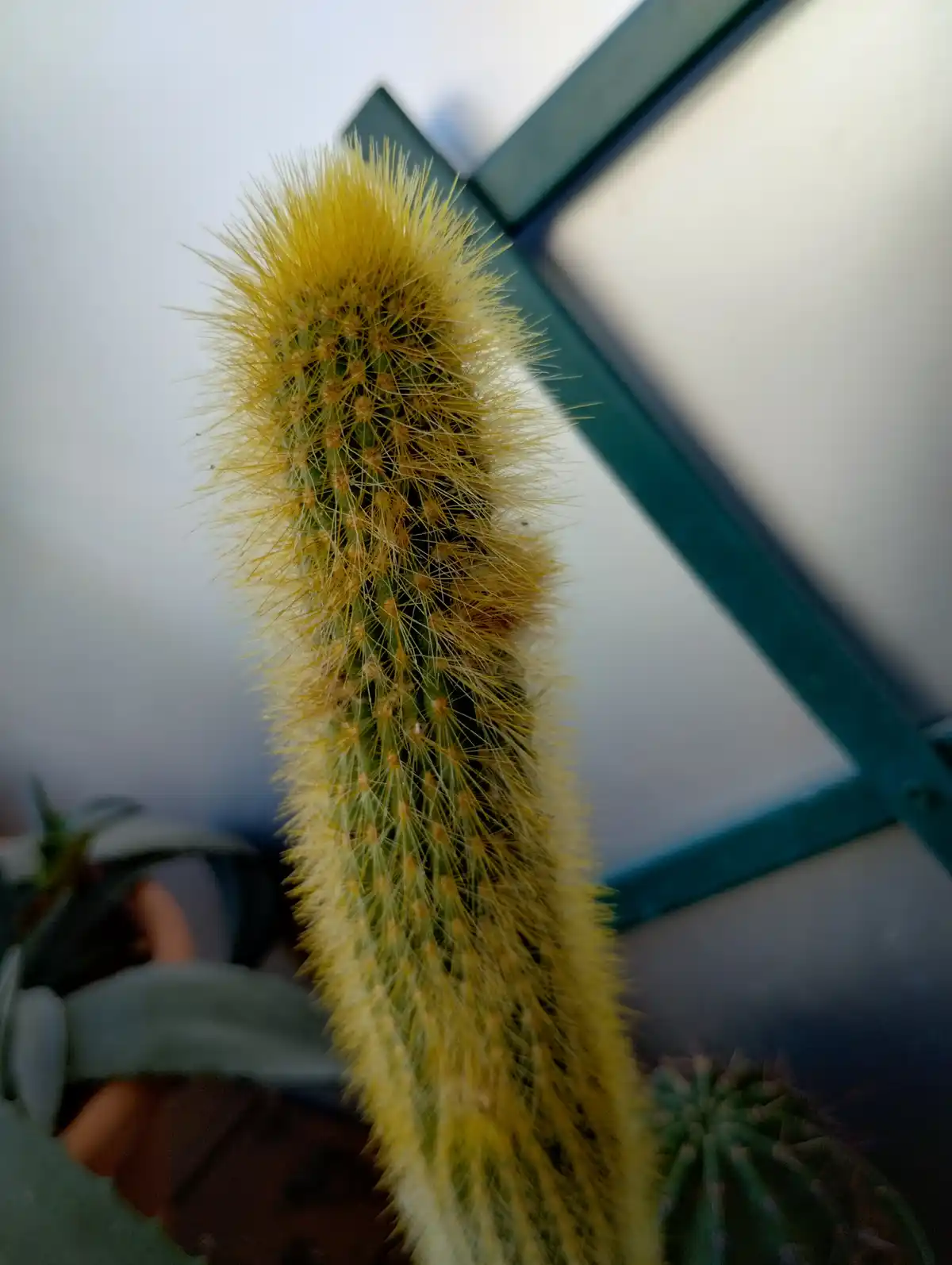 A close-up photo of a tall, green cactus covered in dense, bright yellow spines that resemble a furry coat. The cactus is…
