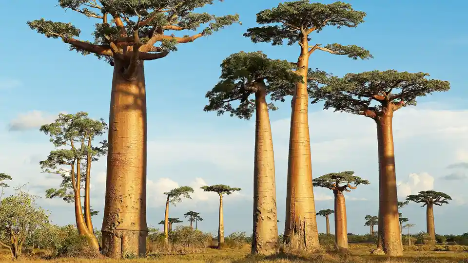 In Madagascar, six native baobab species thrive, each unique to the sub-Saharan region. The giant baobab, or "renala"…