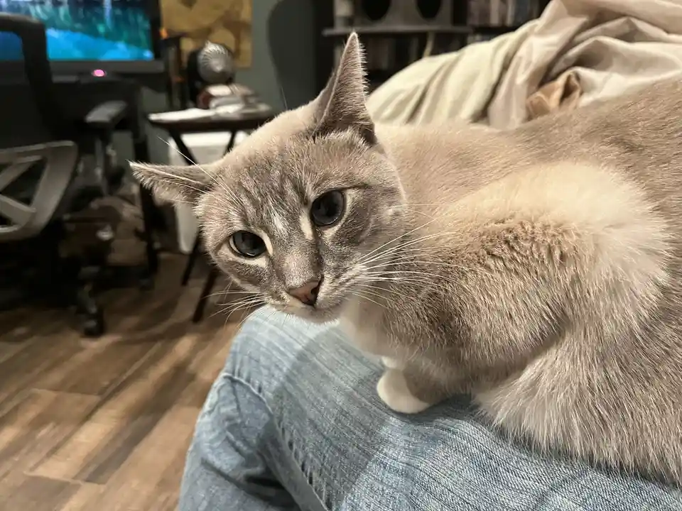 Daily Dose of Ivy: Cat Chronicles Day 326