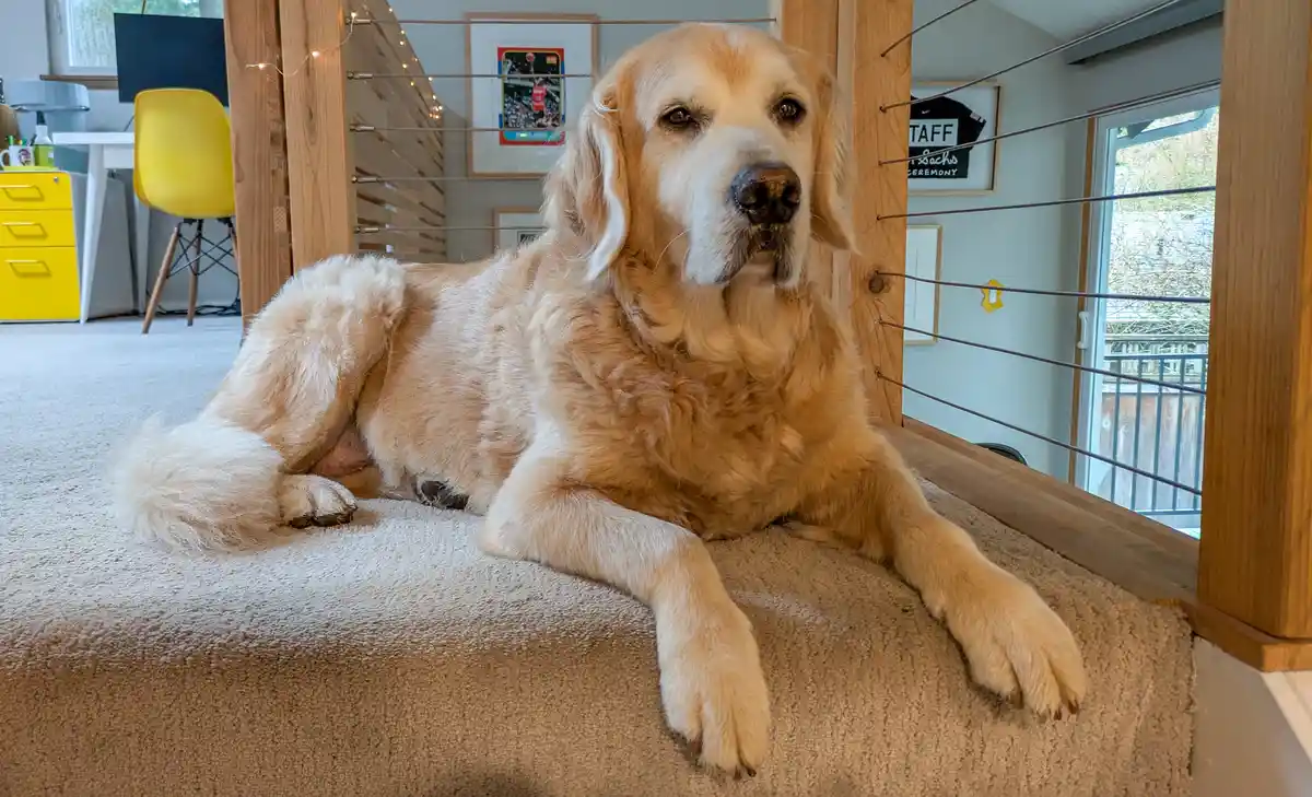 A golden retriever lies relaxed on a carpeted platform with a wooden railing and thin metal cables behind it. In the…