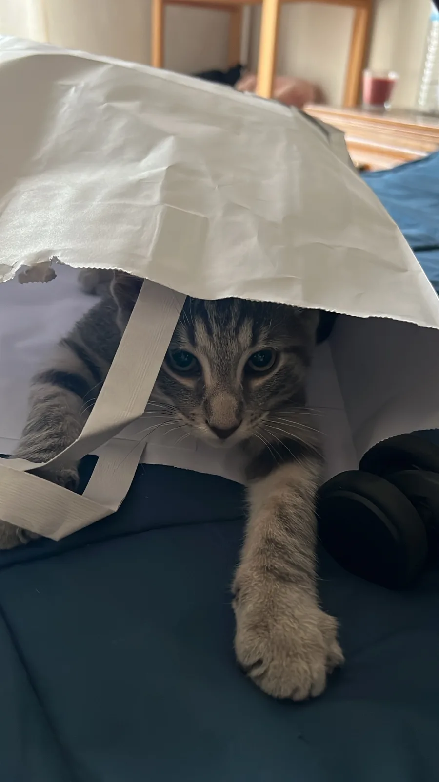 A gray tabby cat with wide, expressive eyes peers out from under a white paper bag, its paws resting on a dark blue surface…