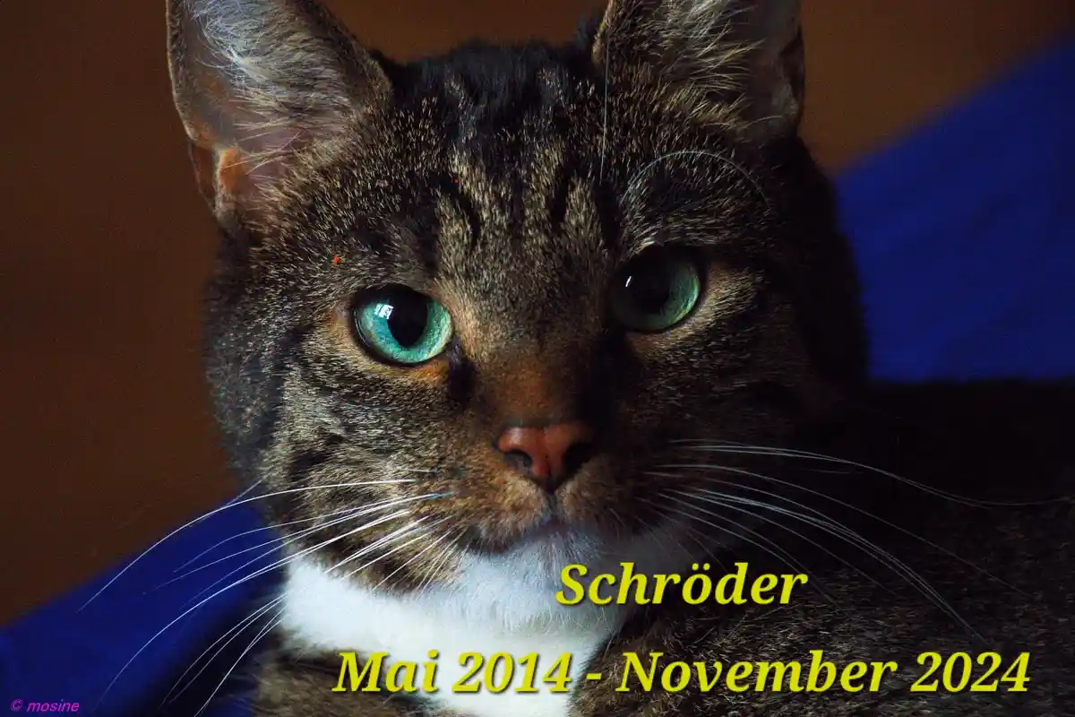 A close-up photo of a tabby cat with striking green eyes and a white chest, looking directly at the camera. Yellow text…