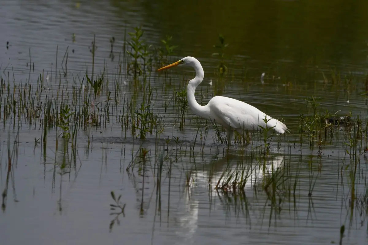 A stunning Grande Aigrette captured in Vienne, France!