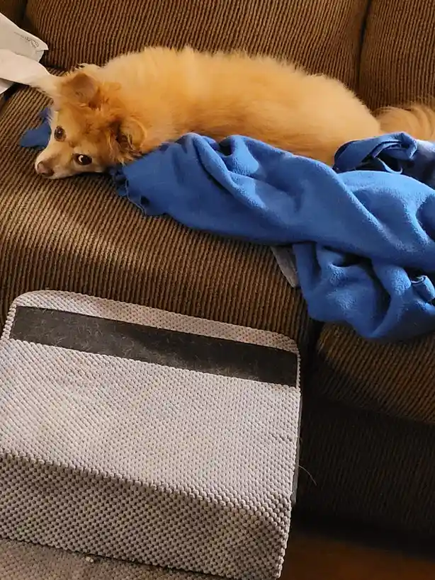 A fluffy, light-brown dog lies on a brown corduroy couch, partially covered by a crumpled blue blanket, looking directly at…