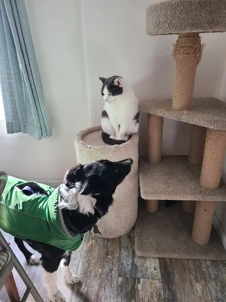 A black and white dog in a green vest looks up at a black and white cat sitting atop a cylindrical part of a multi-level cat…