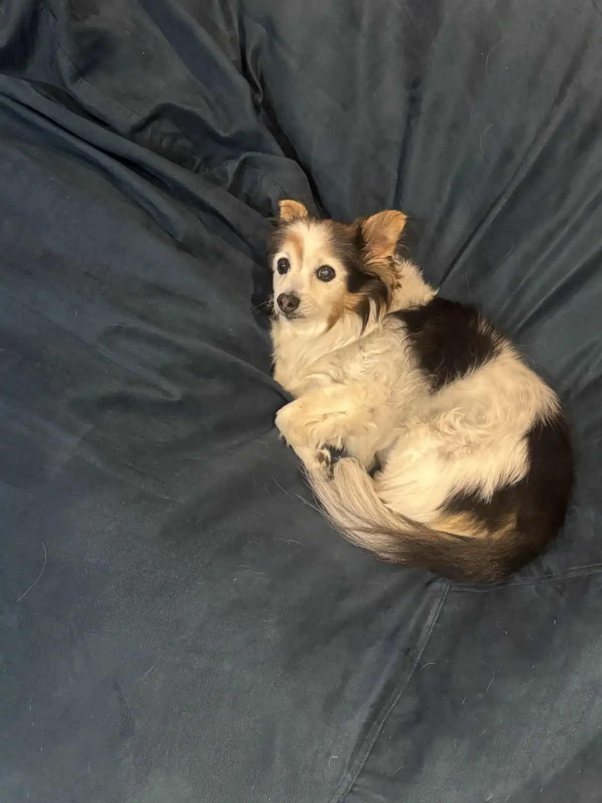 A small, fluffy dog with white, black, and tan fur is curled up on a dark blue fabric surface, looking directly at the…