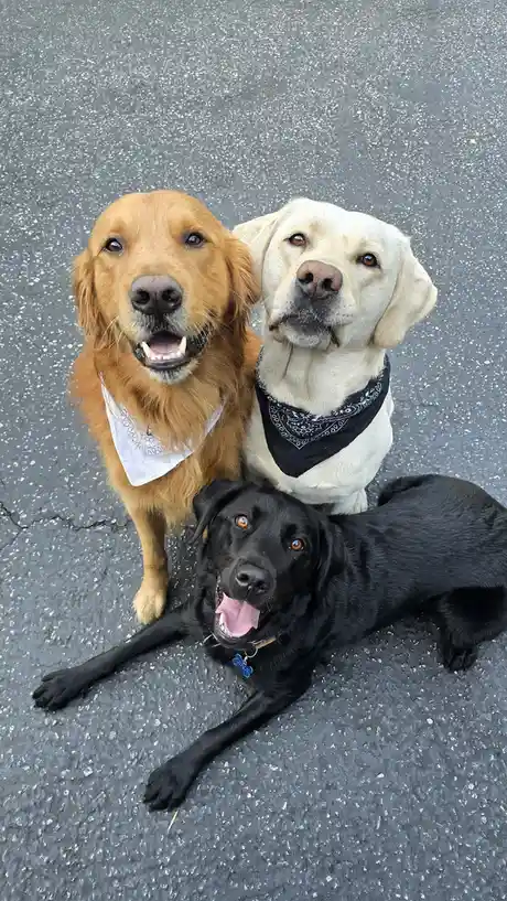 Three dogs — a golden retriever, a yellow lab, and a black lab — pose on asphalt, each wearing a bandana (white, black, and…