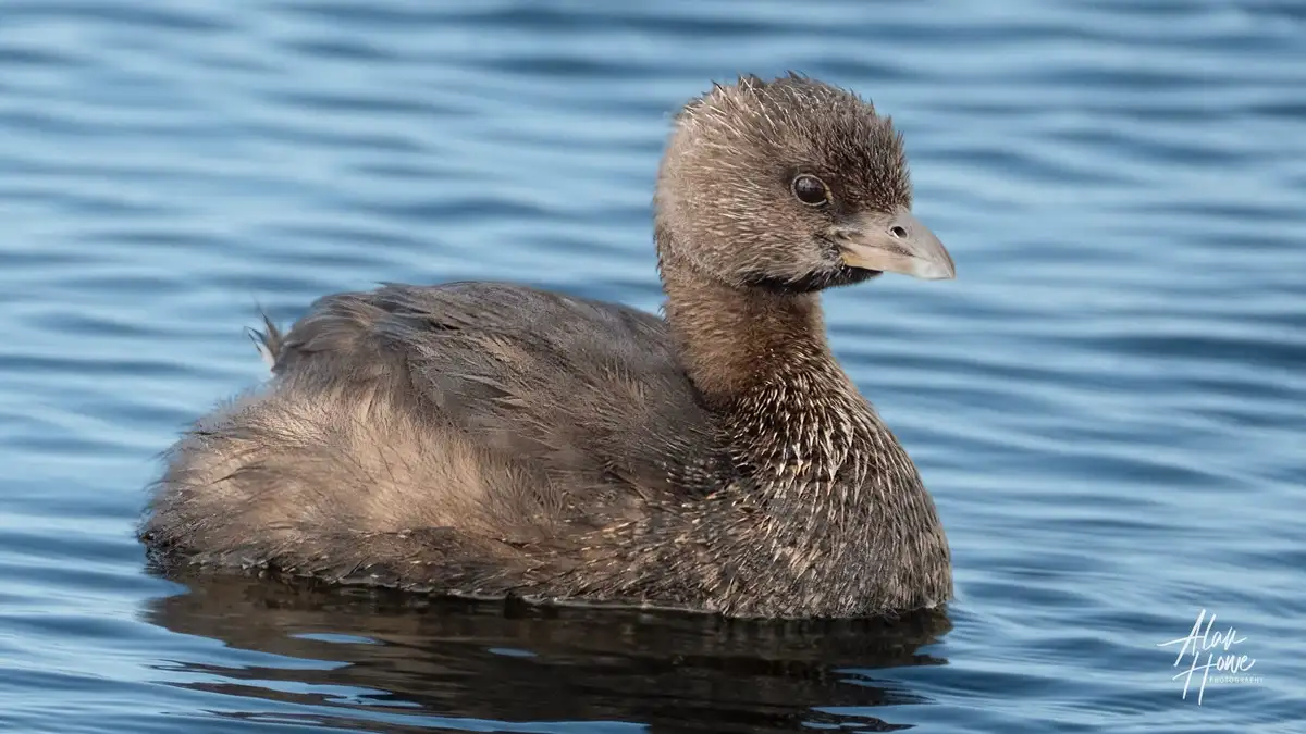 The fascinating world of grebes